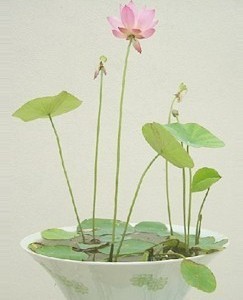 观赏盆栽荷花种子 碗莲子 